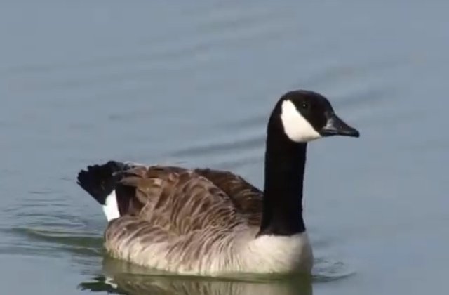 Doua pasari au suferit o supradoza de medicamente intr-un parc din California