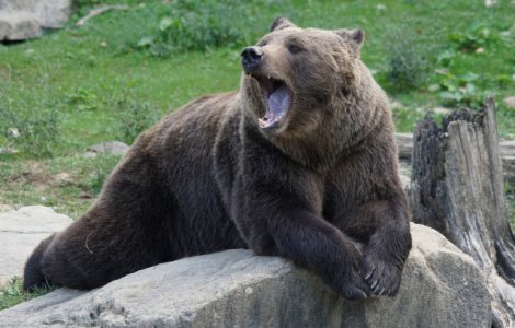 Un barbat a fost omorat de un urs pe care l-a crescut de cand era pui