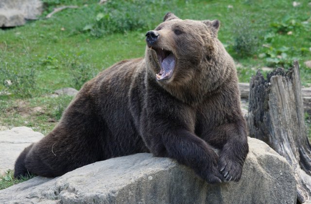 Un barbat a fost omorat de un urs pe care l-a crescut de cand era pui