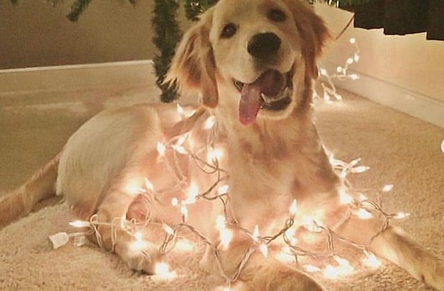 10+ caini haiosi care stiu sa se bucure de tot ce le ofera viata