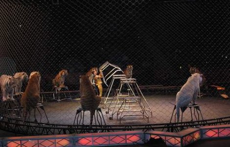 Ce tara europeana a interzis exploatarea animalelor in circuri?