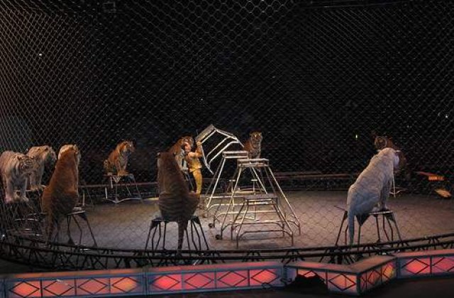 Ce tara europeana a interzis exploatarea animalelor in circuri?