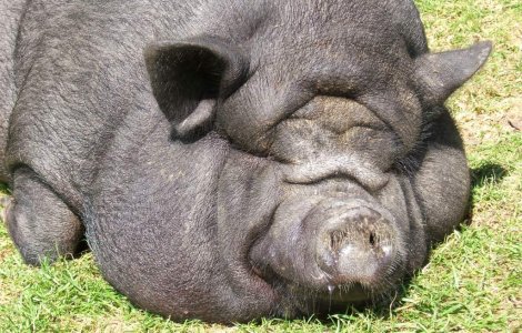 Atentie, se ia! Obezitatea poate fi contagioasa