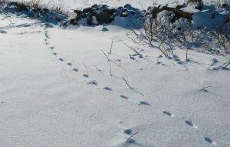 Elevii ieseni se intorc la scoala pe 13 februarie