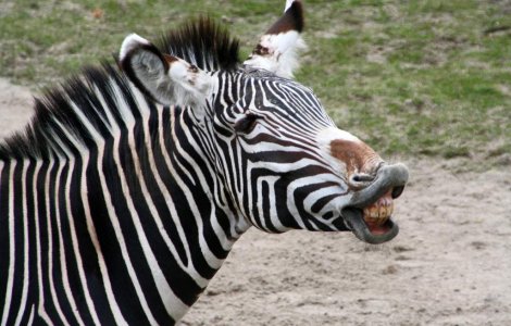 A fost gasit raspunsul: De ce au zebrele dungi?