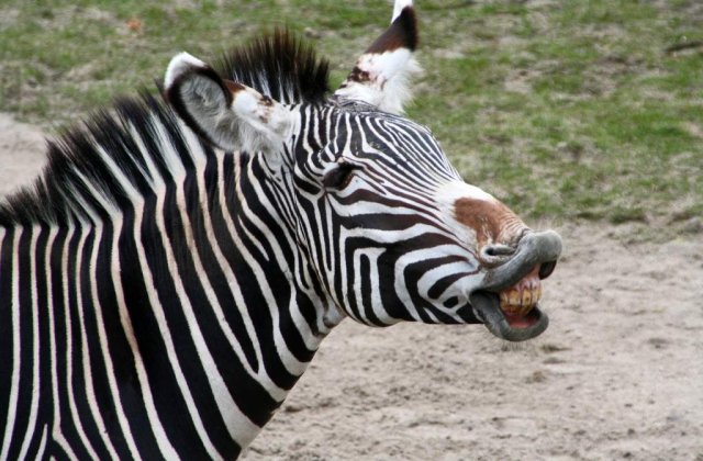 A fost gasit raspunsul: De ce au zebrele dungi?