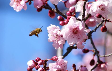 Din barbat s-a trezit femeie, dupa o intepatura de albina