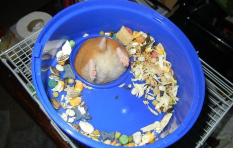  Top  10 imagini amuzante cu animale puse in situatii... limita