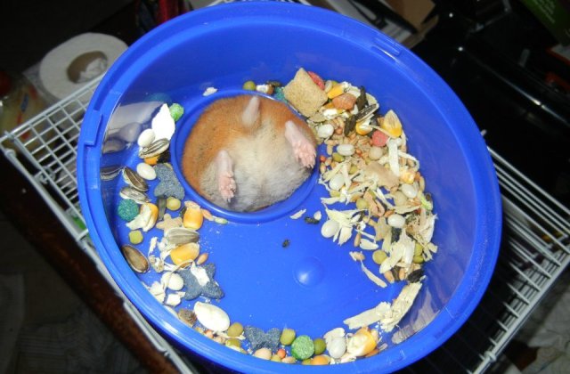 10 imagini amuzante cu animale puse in situatii... limita