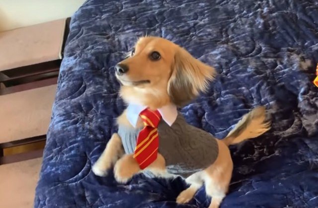 Un caine a fost antrenat sa raspunda la comenzile de vraja din cartile Harry Potter / VIDEO