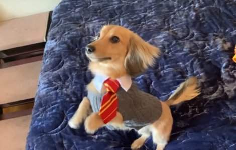 Un caine a fost antrenat sa raspunda la vrajile din Harry Potter/VIDEO