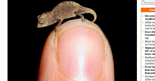  Foto  Cum arata cel mai mic cameleon din lume?