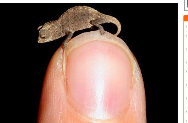 [FOTO] Cum arata cel mai mic cameleon din lume?