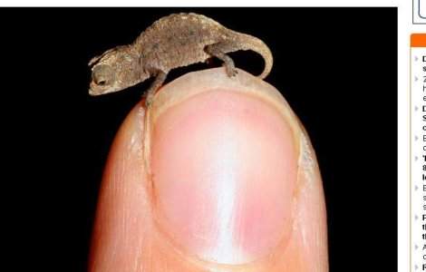  Foto  Cum arata cel mai mic cameleon din lume?