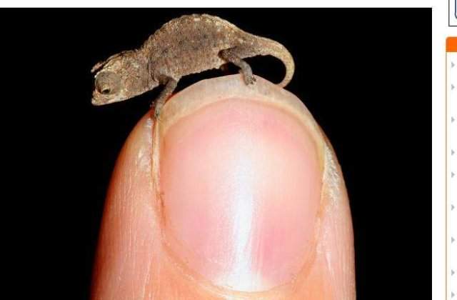 [FOTO] Cum arata cel mai mic cameleon din lume?