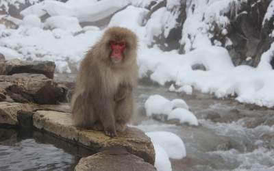 Metoda inedita de deplasare...