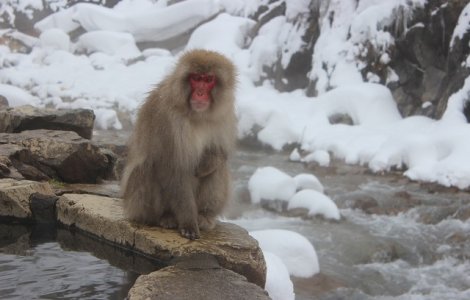 Metoda inedita de deplasare gasita de macacii japonezi pentru a evita zapada/ VIDEO
