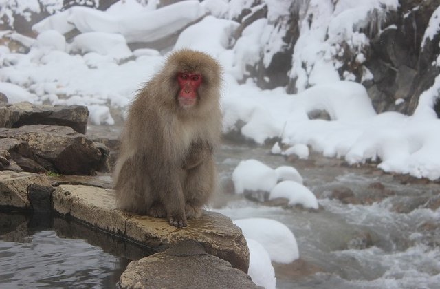 Metoda inedita de deplasare gasita de macacii japonezi pentru a evita zapada/ VIDEO