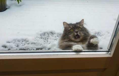  Top  10+ poze amuzante care arata relatia complicata a pisicilor cu zapada