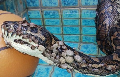 Piton salvat dupa ce i s-au indepartat peste 500 de capuse de pe piele