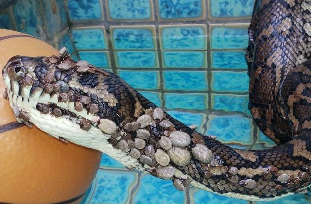 Piton salvat dupa ce i s-au indepartat peste 500 de capuse de pe piele / VIDEO