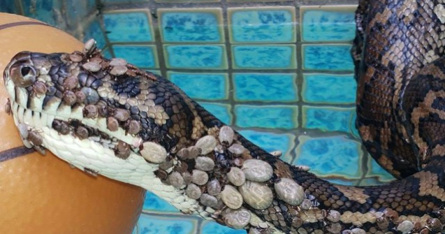 Piton salvat dupa ce i s-au indepartat peste 500 de capuse de pe piele
