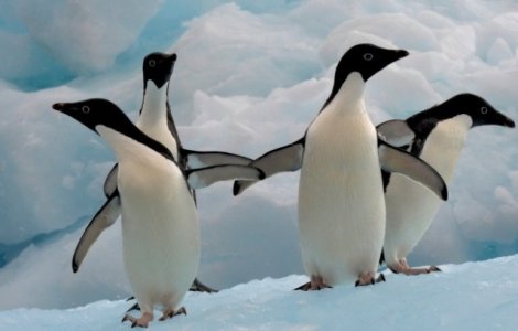 O colonie de pinguini Adelie din Antarctica, afectata de topirea precoce a ghetii