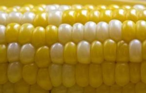 Pro sau contra organismelor modificate genetic?