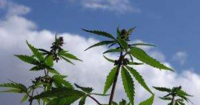 Nepoata vicepresedintelui CJ Valcea, retinuta pentru trafic de droguri