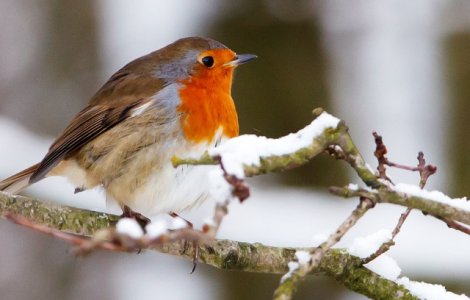 Aparitia rara a unui macaleandru la Beijing a provocat agitatie in randul iubitorilor de natura chinezi