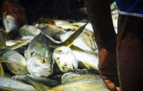 Braconierii turci isi fac de cap in apele romanesti