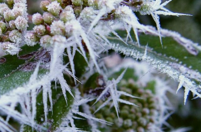 Plante readuse la viata dupa 30.000 de ani de inghet