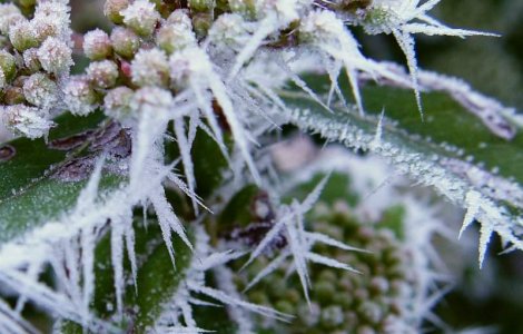 Plante readuse la viata dupa 30.000 de ani de inghet