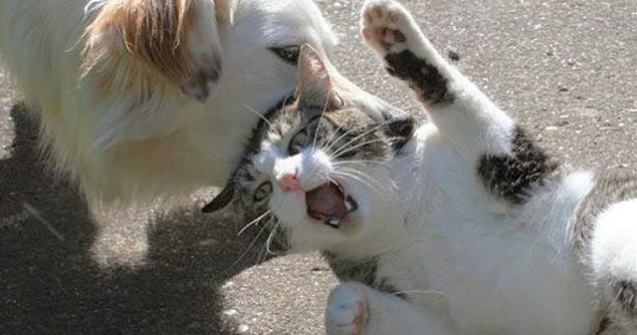  Top  10+ fotografii care surprind relatia cu nabadai dintre caini si pisici