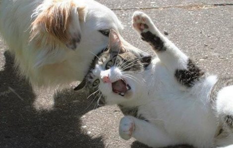  Top  10+ fotografii care surprind relatia cu nabadai dintre caini si pisici