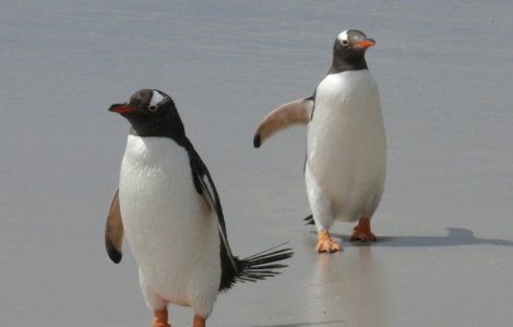 Doi pinguini masculi care au clocit un ou sunt parintii adoptivi ai unui pui de sex feminin