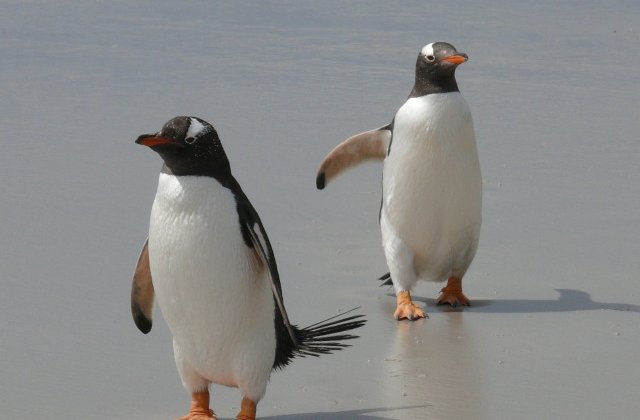 Doi pinguini masculi care au clocit un ou sunt parintii adoptivi ai unui pui de sex feminin