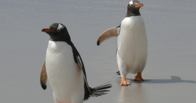 Doi pinguini masculi care au clocit un ou sunt parintii adoptivi ai unui pui de sex feminin