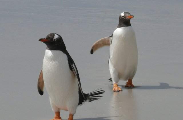 Doi pinguini masculi care au clocit un ou sunt parintii adoptivi ai unui pui de sex feminin