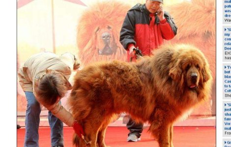 Cat costa cel mai scump caine din lume?