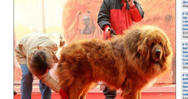 Cat costa cel mai scump caine din lume?