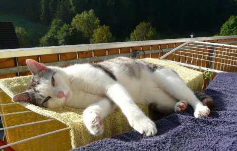  Top  10+ fotografii care ilustreaza ca incapatanarea pisicilor nu are limite