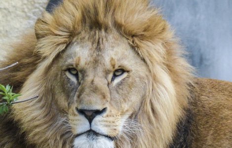 Un barbat a fost sfasiat de lei intr-o gradina zoologica. Accesul publicului a fost restrictionat dupa incident