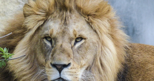 Un barbat a fost sfasiat de lei intr-o gradina zoologica. Accesul publicului a fost restrictionat dupa incident