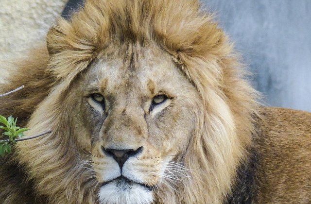 Un barbat a fost sfasiat de lei intr-o gradina zoologica. Accesul publicului a fost restrictionat dupa incident