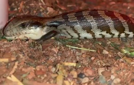 O soparla rara, cu doua capete si cu doua limbi albastare, gasita in Australia/ VIDEO