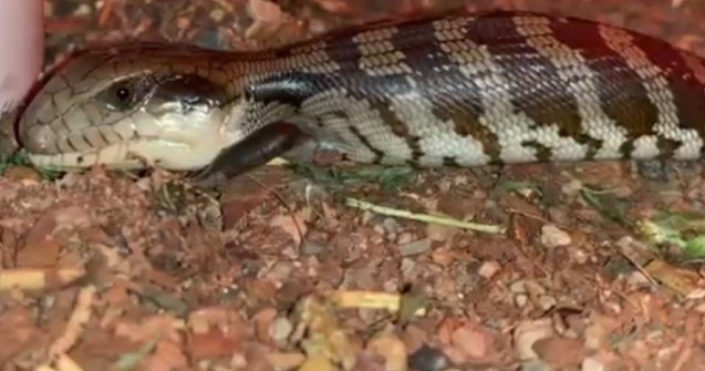 O soparla rara, cu doua capete si cu doua limbi albastare, gasita in Australia/ VIDEO