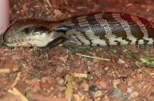 O soparla rara, cu doua capete si cu doua limbi albastare, gasita in Australia/ VIDEO