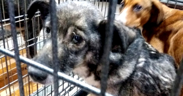 Un barbat din Brasov este acuzat ca a lasat 70 de caini si pisici sa moara de foame / VIDEO