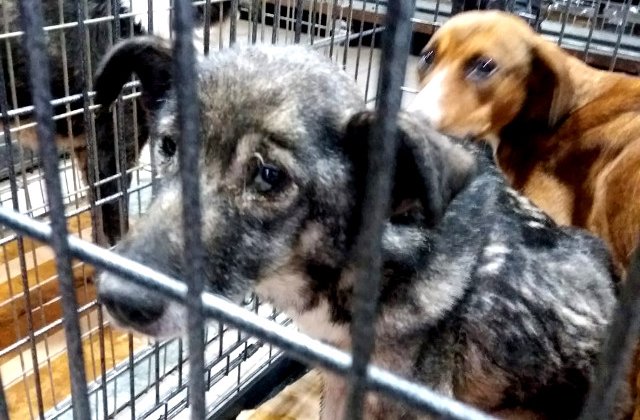 Un barbat din Brasov este acuzat ca a lasat 70 de caini si pisici sa moara de foame / VIDEO